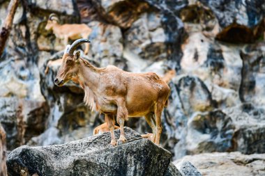 Dağda, Tayland 'da barbar koyunlar.