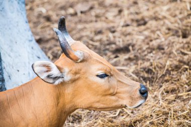 Banteng, Tayland 'ın Baş Fotoğrafı