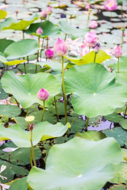 Göletteki Lotus, Tayland.