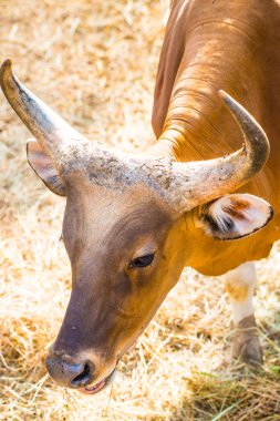 Banteng, Tayland 'ın Baş Fotoğrafı