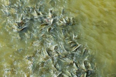 Sudaki balıklar, Tayland.