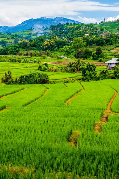 Tayland 'da pirinç tarlaları.