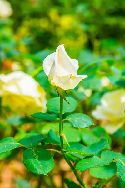 White Christmas Rose or White Rose in Garden, Thailand.