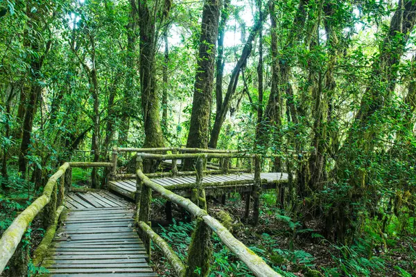 Doi Inthanon Ulusal Parkı 'nda Doi Trail, Tayland