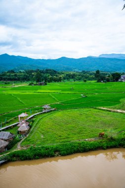 Wat Phuket manzaralı güzel pirinç tarlası, Tayland.