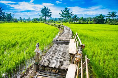 Nan 'ın Pua ilçesindeki pirinç tarlası.