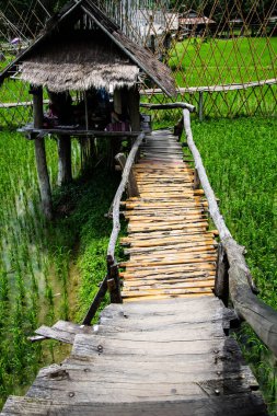 Tayland 'ın Pua bölgesinde küçük köprüsü olan pirinç tarlası..