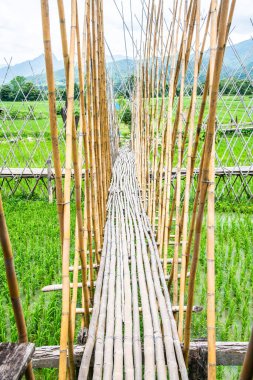 Tayland 'da pirinç tarlası olan küçük bir köprü..