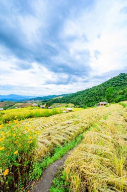 Pa Bong Piang Rice Terraces at Chiang Mai Province, Thailand.