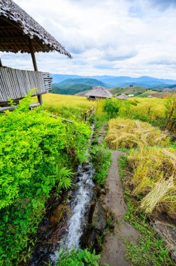 Pa Bong Piang Rice Terraces at Chiang Mai Province, Thailand.