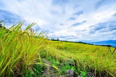 Pa Bong Piang Rice Terraces at Chiang Mai Province, Thailand.