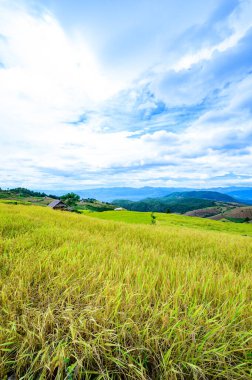Pa Bong Piang Rice Terraces at Chiang Mai Province, Thailand.