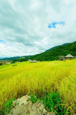 Pa Bong Piang Rice Terraces at Chiang Mai Province, Thailand.
