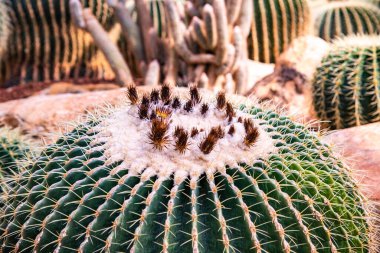 Echinocactus Grusonii, Tayland 'a yakın..