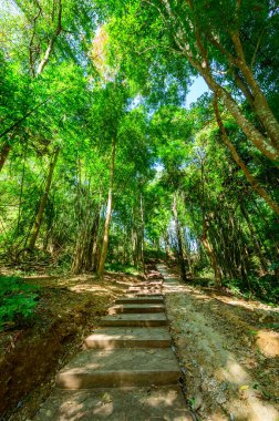 Concrete stair and trail in national park, Lampang province. clipart