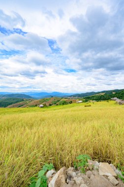 Pa Bong Piang Rice Terraces at Chiang Mai Province, Thailand.