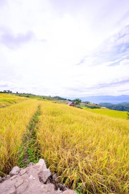 Pa Bong Piang Rice Terraces at Chiang Mai Province, Thailand.