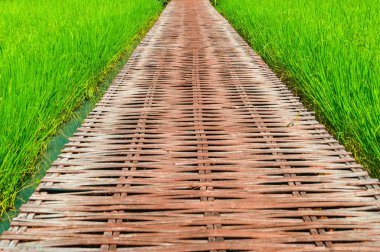Tayland 'ın Chiang Mai eyaletindeki pirinç tarlalarında Bambu geçidi..