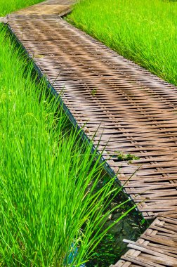 Tayland 'ın Chiang Mai eyaletindeki pirinç tarlalarında Bambu geçidi..