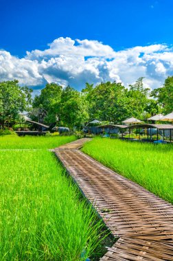 Tayland 'ın Chiang Mai eyaletindeki pirinç tarlalarında Bambu geçidi..