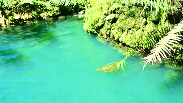 Водопад Водой Текущей Прозрачном Зеленом Ручье Тенистом Саду Провинции Чиангмай — стоковое видео