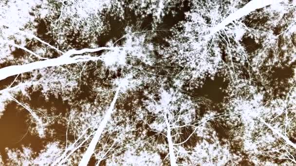 Pine Tree Tops Sky Background Negative Style — Stock Video