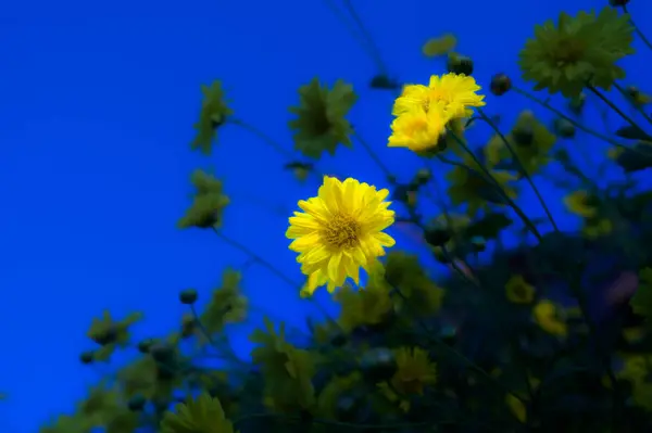 Yellow flower or Chrysanthemum flower with sky