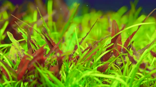 魚タンクを飾るための水生植物 — ストック動画