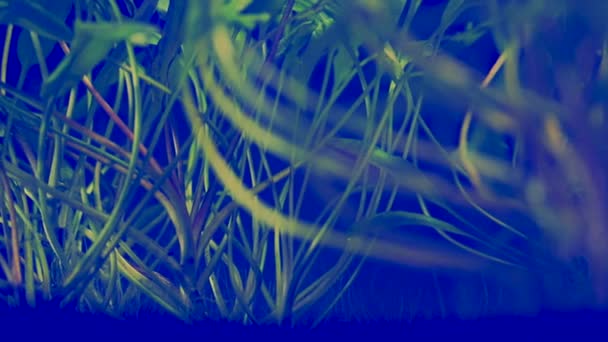 澄み切った清潔な水の水生植物 — ストック動画