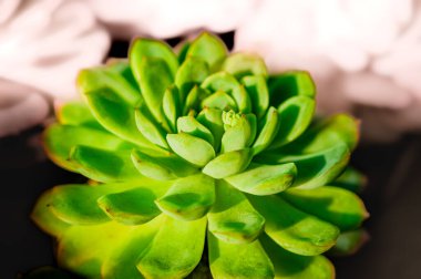 Leaves of Succulent Plant. This plant is commonly used to decorate gardens and buildings. clipart