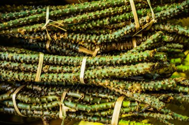 Boraphet veya Tinospora Cordifolia Herb. Bu bitki Tayland bitkisel hazırlıklarında önemli bir bileşendir..