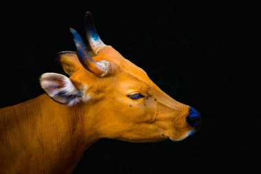 head of banteng with dark background in Thailand. clipart