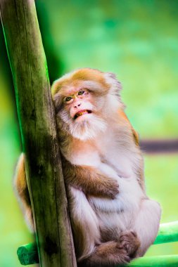 Assamese Macaque dalda oturuyor ve dinleniyor..