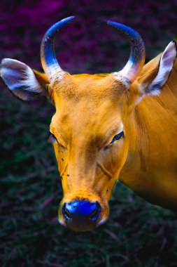 head of banteng with dark background in Thailand. clipart