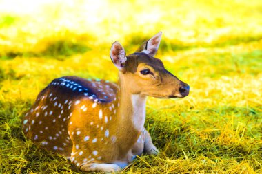 Spotted deer on the grass yard in Thailand. clipart