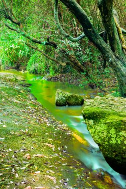 Yumuşak akan suyu olan küçük bir dere Doi Suthep Pui Ulusal Parkı 'ndaki yosunlu kayaların arasından akar. Chiang Mai Eyaleti, Tayland.