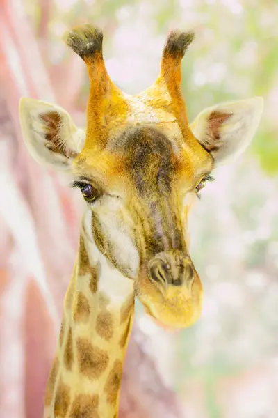 Close Up of giraffe face with blurry background.