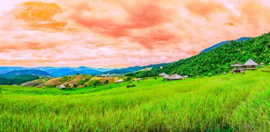 Tayland 'ın Chiang Mai bölgesindeki Ban Pa Bong Piang Köyü' ndeki teraslı pirinç tarlalarının panoramik manzarası..