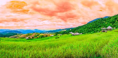 Panoramic view of terraced rice fields at Ban Pa Bong Piang Village of Chiang Mai Province, Thailand. clipart