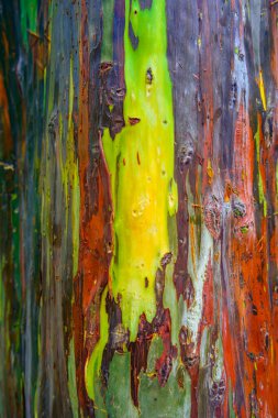 Okaliptüs ağacı kabuğu, okaliptüs ağacının kabuğu.