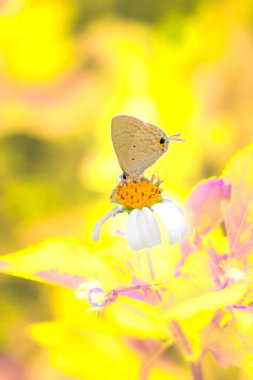 Açık kahverengi bir kelebek, güzel doğanın ortasında küçük bir çiçekten nektar emer..