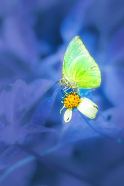 Pastel sarı bir kelebek, güzel doğanın ortasında küçük bir çiçekten nektar emer..