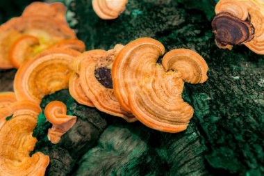 Ormandaki bir kütükte kahverengi yabani mantarlar. Tahta dalda tropik yabani mantar. Doğada kahverengi mantarlar.