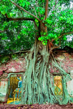 Antik kilise, Tayland 'ın Angthong Eyaleti' ndeki Wat Sang Kratai 'de ağaç kökleriyle kaplıydı. Ang Thong ilindeki Sang Kratai Tapınağı. Wat Sang Kratai 'de ağaç kökleri örtünmüş..