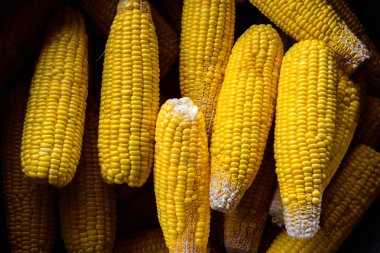 Taze mısırın arka planı. Taze sarı mısır stoğu. Tatlı mısırı yaklaştır. Bir yığın soyulmuş tatlı mısır..