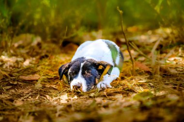 Terk edilmiş bölgede evsiz bir köpek yavrusu. Siyah ve beyaz köpek yerde. Başıboş bir köpek yavrusu, nazik bir insanın ona yiyecek getirmesini bekliyor. Evsiz Tayland köpeği yerde dinleniyor.