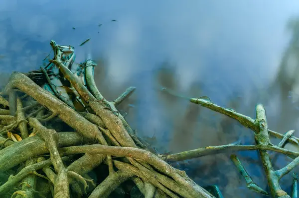 stock image Old tree roots with gentle water movement.   The roots of old tree by the lake.