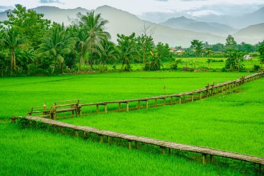 Nan Eyaleti 'nde sabahın erken saatlerinde taze atmosferde pirinç tarlaları ve küçük bir bambu köprüsü. Yağmur mevsiminde sabah Pua şehrinin kırsal manzarası. Yemyeşil bir pirinç tarlası ve canlı yeşil renkler.