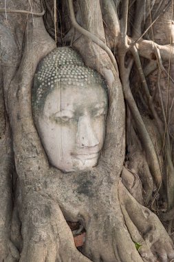 Tayland 'ın Ayuthaya ilinde Buda' nın başı.