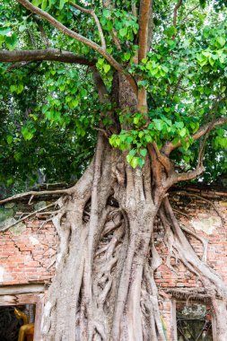 Eski Duvardaki Büyük Banyan Ağacı Sang Kratai Tapınağı, Tayland.